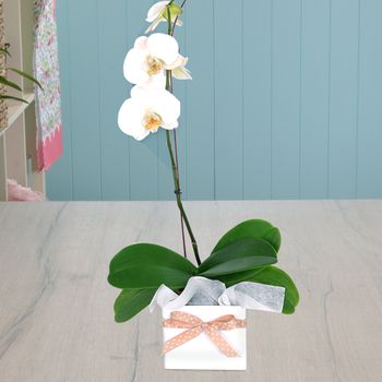 Phalaenopsis Orchid Plant Flowers